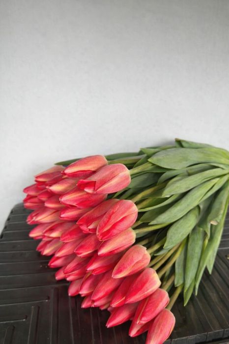 Тюльпаны 8 марта для коллег, оптом и в розницу