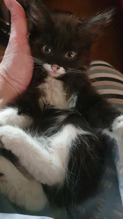 Отдам котёнка, 1.5 мес