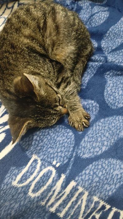 Отдам Котенка в хорошие руки