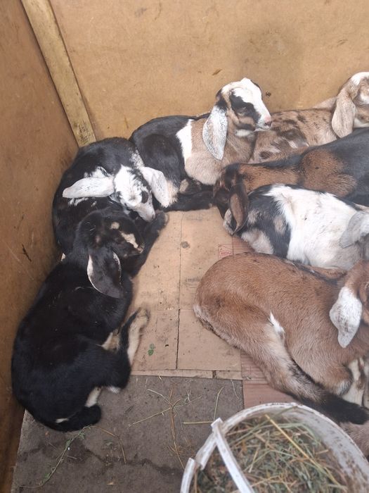 Нубиски лақтар сатылады