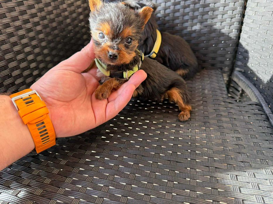 Мини Йоркширски териер Актуално от 4.1.2026