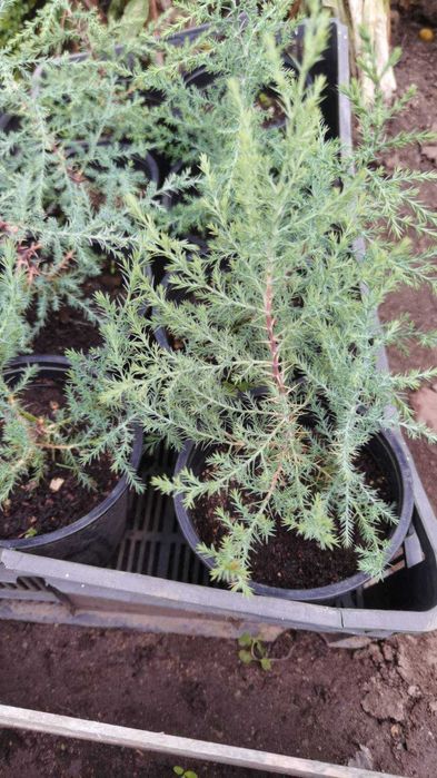 Аризонският кипарис
Силно ароматен !