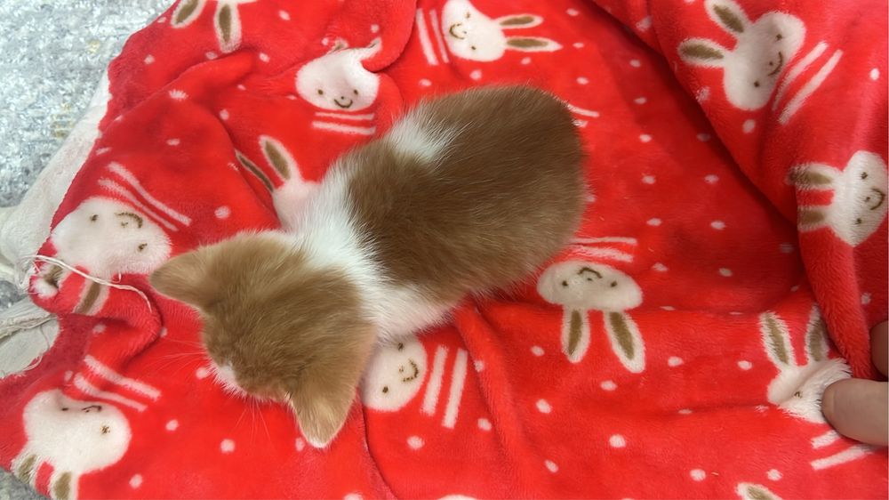 Котята мальчик и девочка