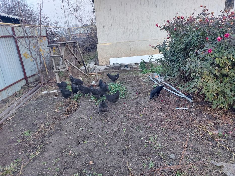 Ухейилюль  и сибрайт цыплята