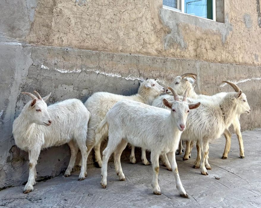 Союға семіз ешкілер ешкы ешкі коза козы