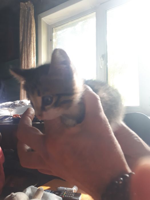 котята 1,5 месяца