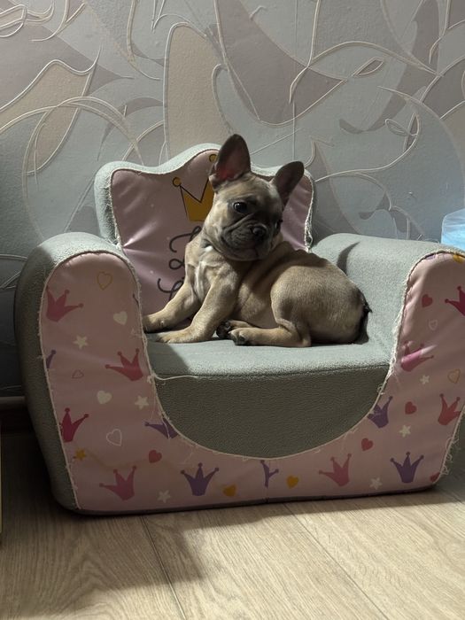 Продам щенка Французкого бульдога девочка