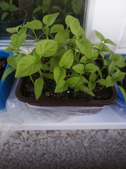 Продам рассаду сладкого перца ,сорт  Падишах.