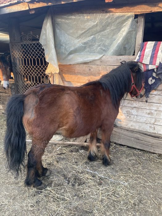 De vânzare poneița gasdanda