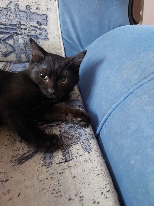 Отдам котят мальчиков!!!