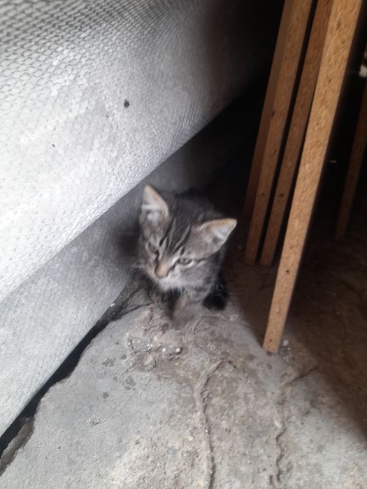 Отдаем бесплатно 3 котят