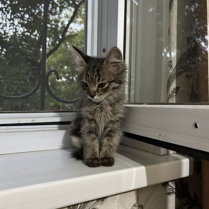 Котенок (мальчик, почти 2 мес)