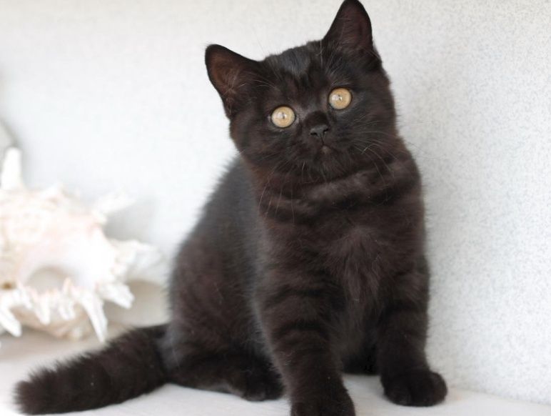 Британец Ласковый Игривый