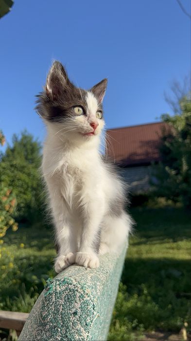 В добрые руки котенок