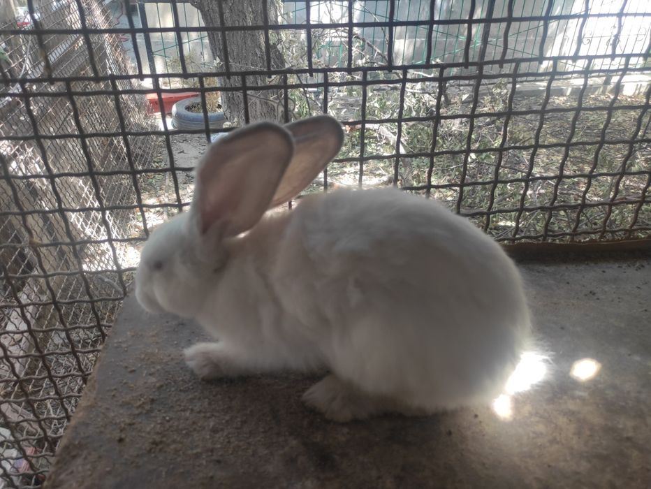 Кролики 4-х месячных