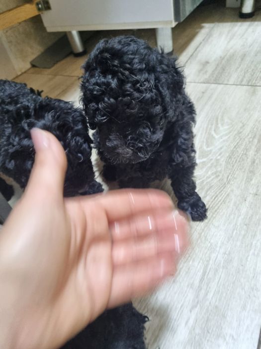 Пудельки. Игровые девчонки.