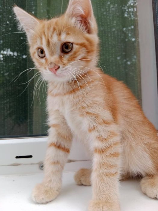 Отдам котят в хорошие руки