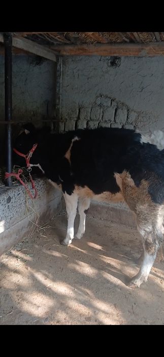 Таналар сотилади манзил самарканд жомбойда нархи 28 милон озрок ками б