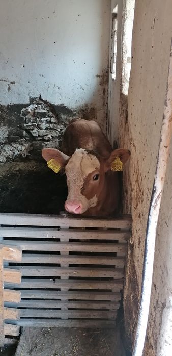 Vând tauras de 5 saptamani