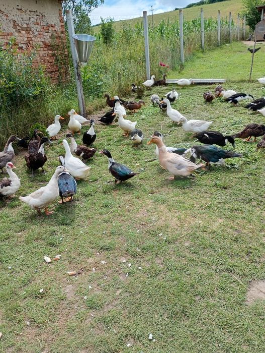 Rate Polare și Rouen