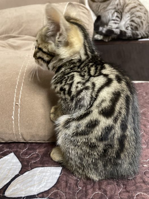 Бенгальские котята