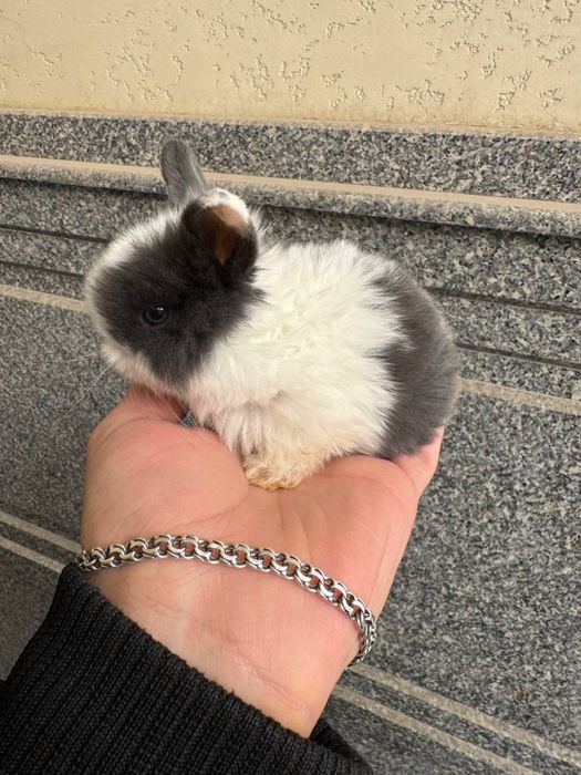 Продаются декоративные кролики породы баран .