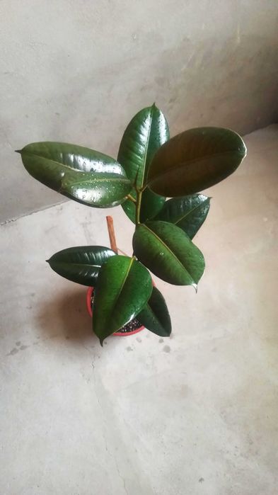 фикус каучуконосный