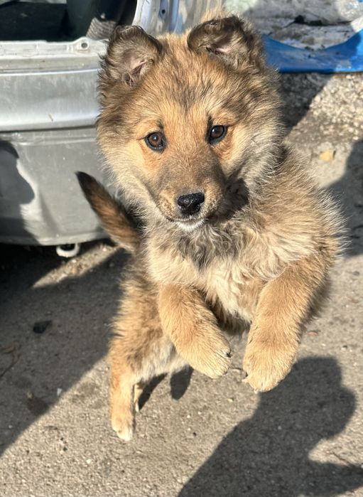 Отдам симпатичных щенков в добрые руки