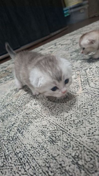 Продаются котята скотишфолд