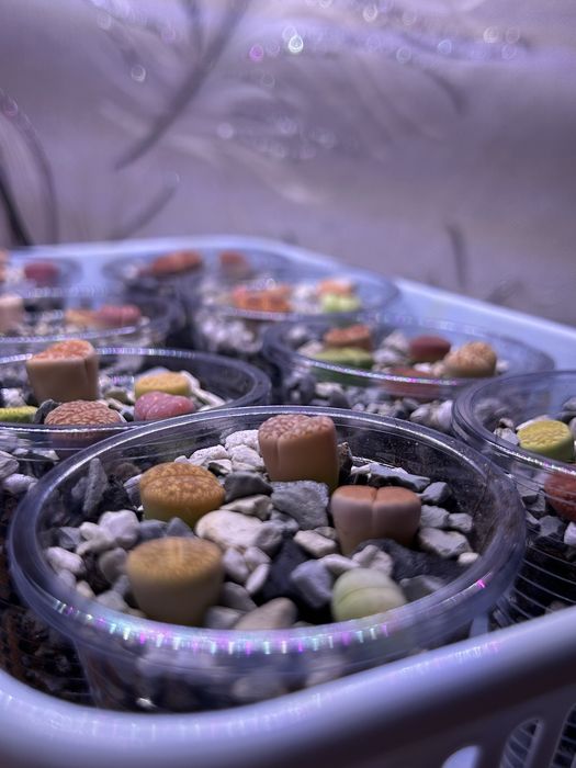 Литопсы - живые камни