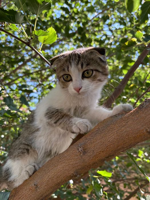 Кошечка вислаухая  , смешанная