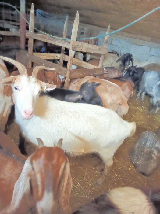 Capra stearpă pt pastrama