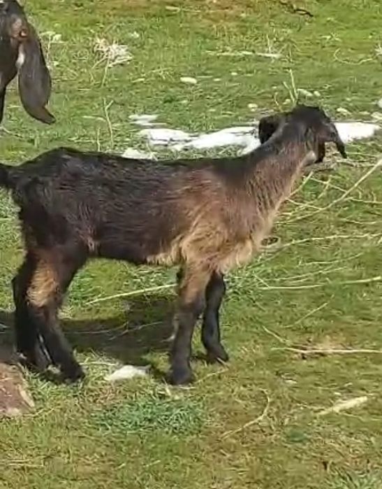 Битал ешкі сатылады