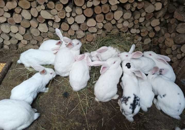 Vând iepuri albi
