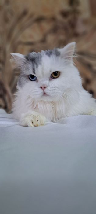 Продам шотландцев кошка и коты