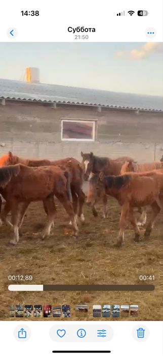 Продам байталы и тайчиков.