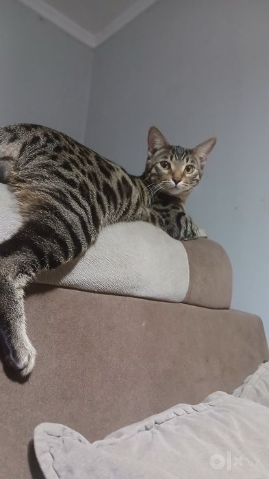 Бенгальские Кот для вязки