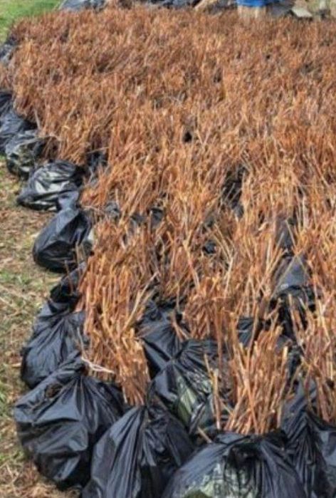 Malina ko'chatlari sotiladi ishonchli