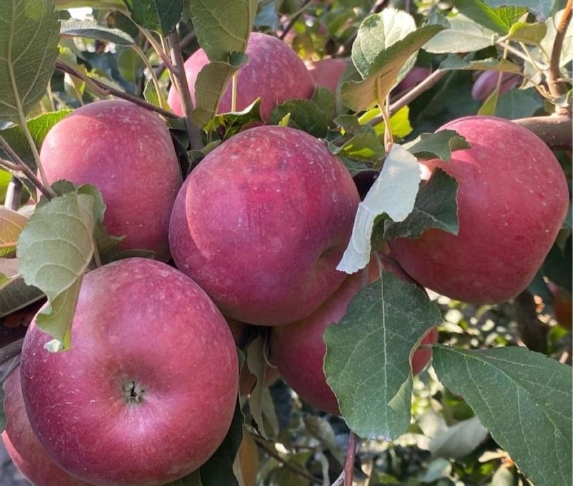 Саженцы яблок .