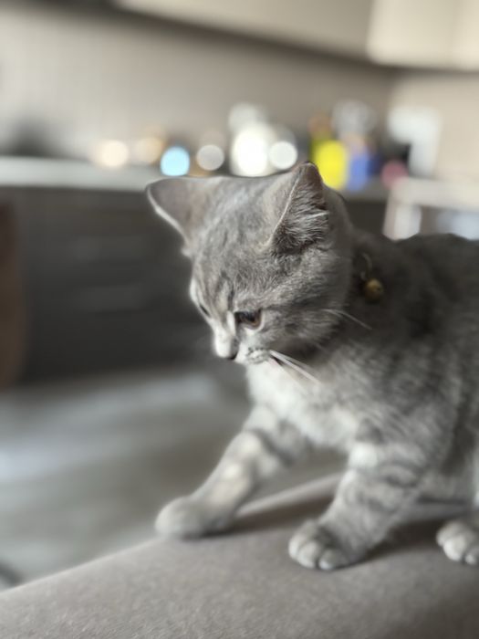 Отдам котенка девочку
