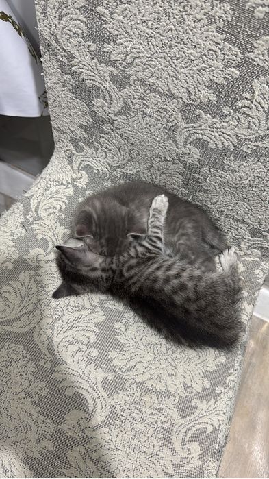 Котята в добрые ручки