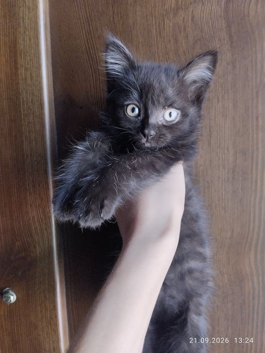 Вислоухие котята
