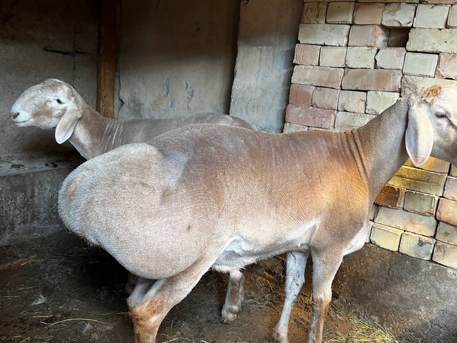 Qo’ylar Sotiladi: 3 ta sog‘lom Arashan qo‘y