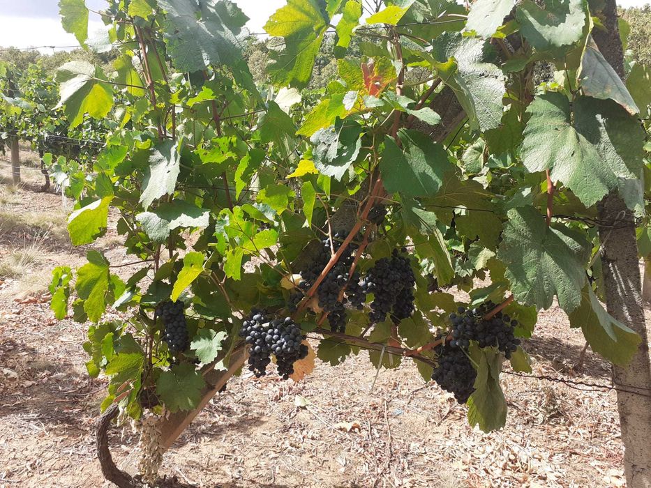 Vanzare struguri de masă/vin