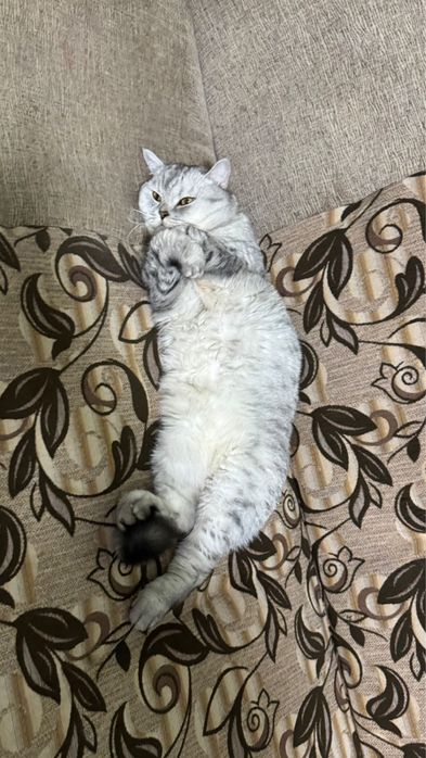 Кот домашний очень тихий