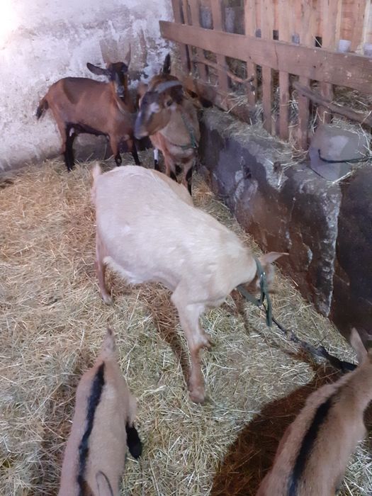 Capre alpine  de lapte selectate