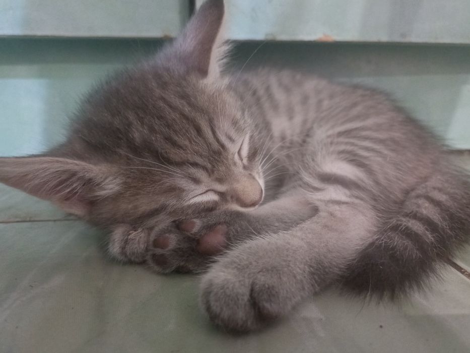 Отдам котят бесплатно