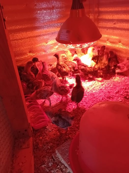 Pui si ouă  pentru  incubat Australorp