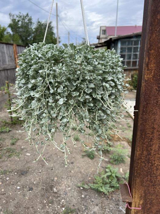 Продам дихондру и гортензию