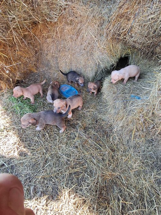 Дакели кученца ..